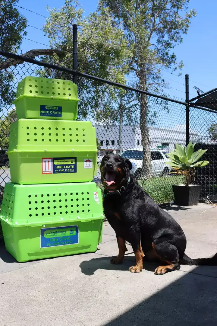 Large dog next to three pet crates of different sizes