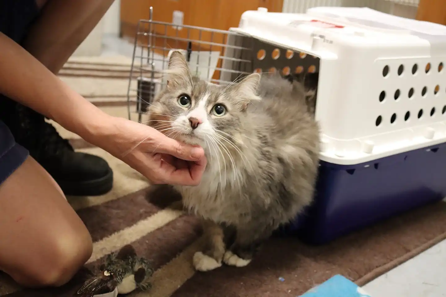 Cat Coming Out Of Crate After Pet Shipping With Dogtainers