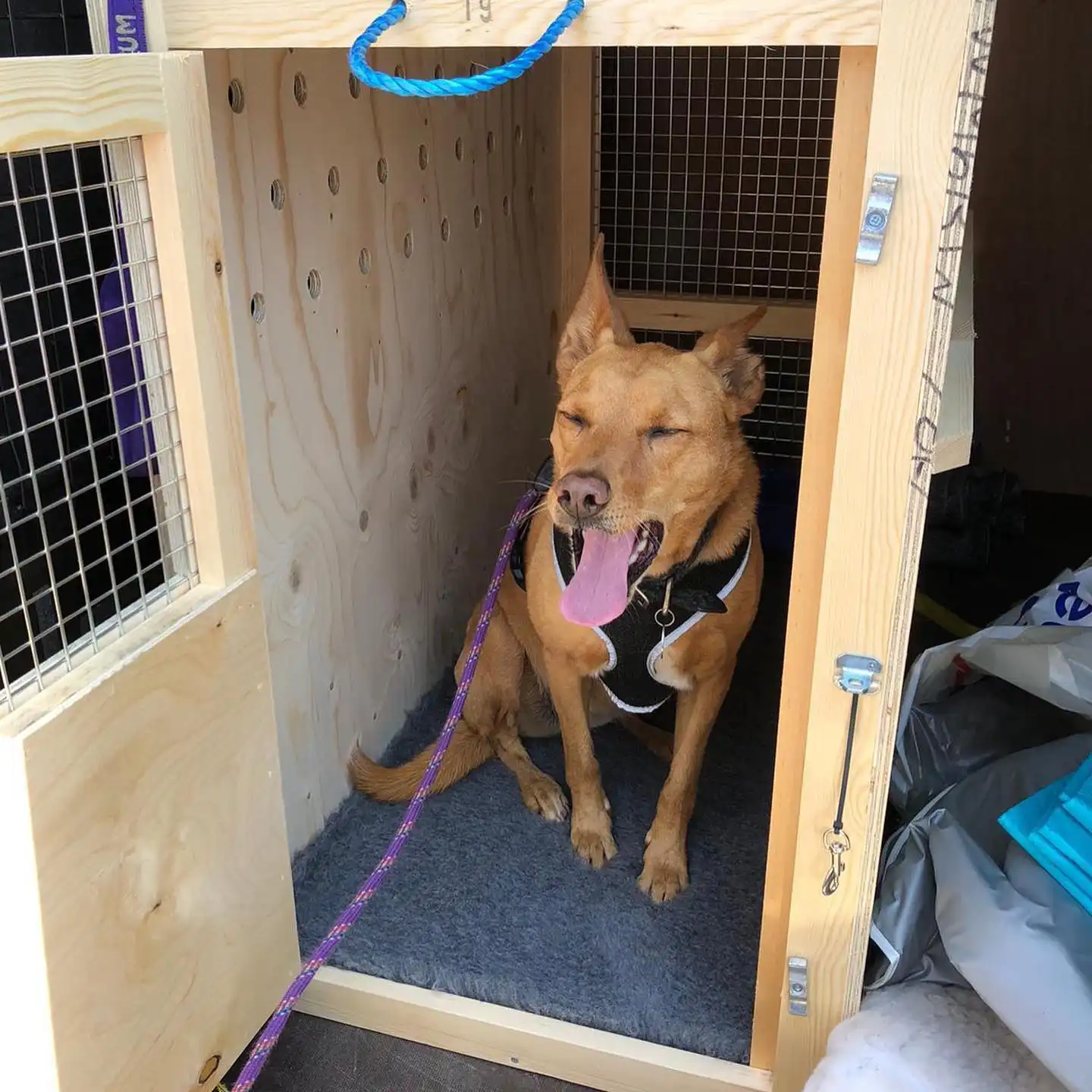 Dog in custom wooden Dogtainers shipping crate